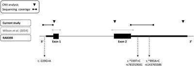 Genetic Analysis of RAB39B in an Early-Onset Parkinson's Disease Cohort